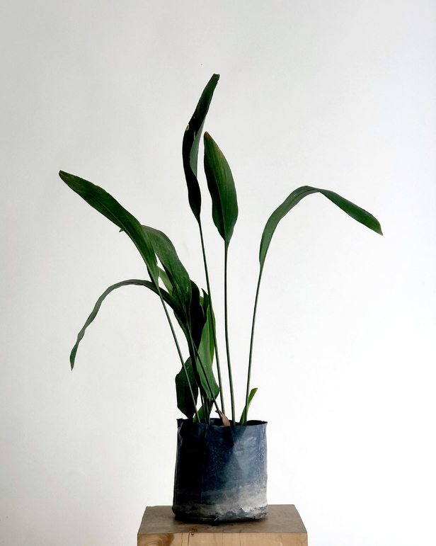 Planta Aspidistra