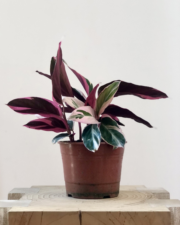 Planta Calathea