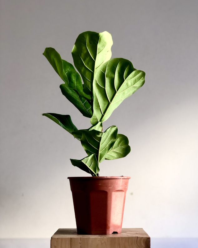 Planta Ficus
