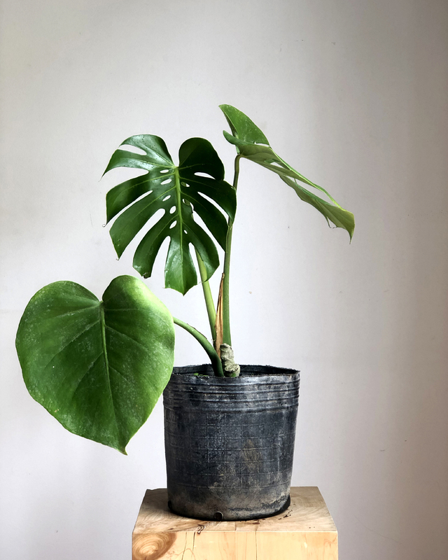 Planta Monstera